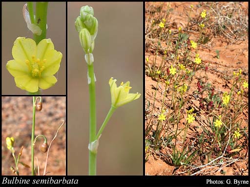See diagram: (Bulbine semibarbata)
