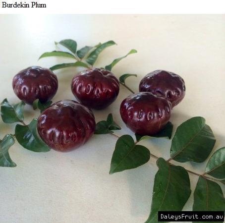 See diagram: Burdekin plum