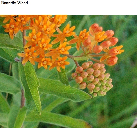 See diagram: Butterfly weed