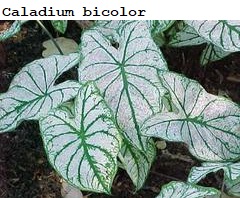 See diagram: Caladium bicolor.