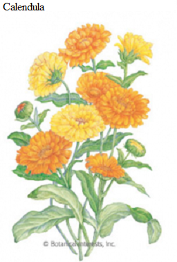 See diagram: Calendulabr>
(Different species and genera are called "marigold".).