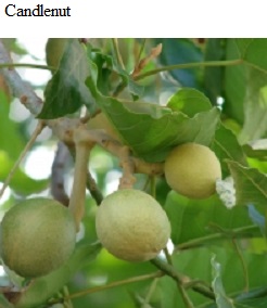 See diagram: Candlenut.
