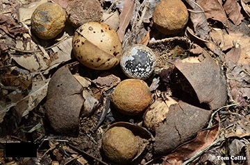See diagram: Candlenut fruits.