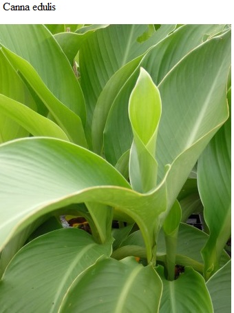 See diagram Queensland arrowroot, Canna edulis, Cannaceae.