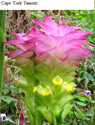 See diagram: Cape York turmeric