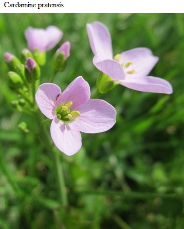 See diagram: Cardamine pratensis.
