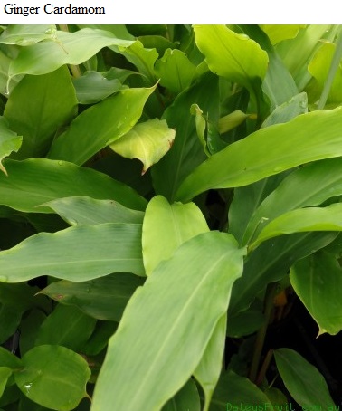 See diagram: Ginger cardamom