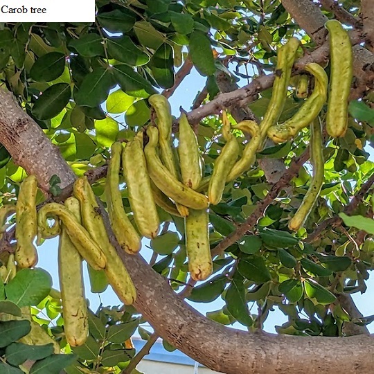 See diagram Carob: Carob tree