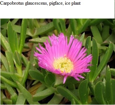 See diagram: Carpobrotus glaucescens.
