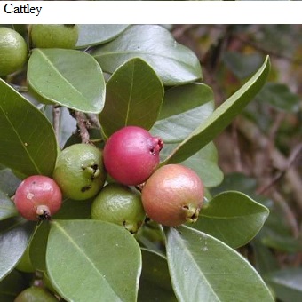 See diagram: Cattley