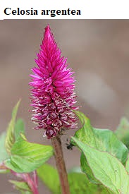 See diagram: Celosia argentea.