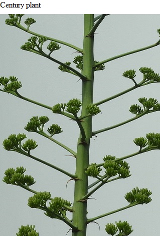 See diagram: Agave americana.