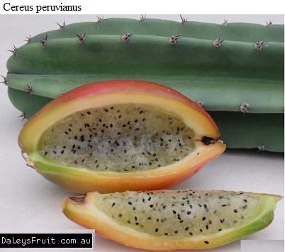 See diagram: Cereus peruvianus.