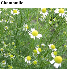 See diagram: Chamomile flowers