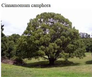 See diagram: Cinnamomum camphora