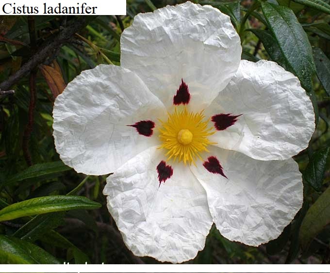 See diagram: Cistus ladanifer