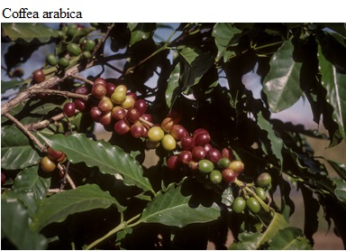 See diagram: (Coffea arabica)