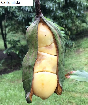 See diagram: (Cola nitida) fruit