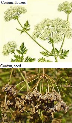 See diagram: Conium, flowers and Conium, seed