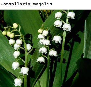 See diagram: (Convallaria majalis)br>