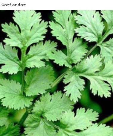 See diagram: Coriander