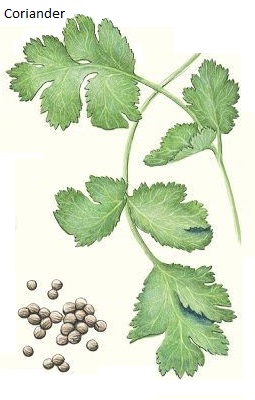 See diagram Coriander1: Coriander 1