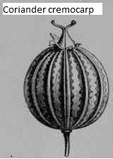 See diagram Coriander2: Coriander 2