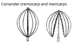 See diagram Coriander3: Coriander 3