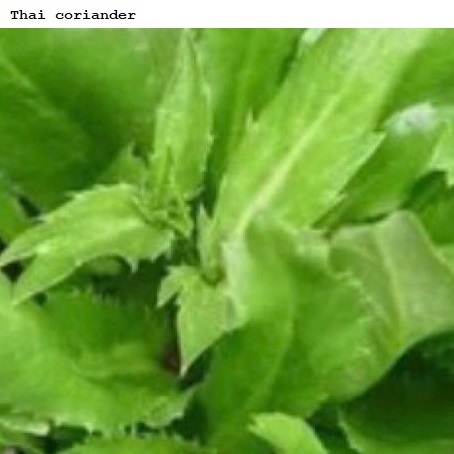 See diagram: Thai coriander