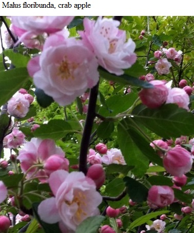 See diagram: (Malus floribunda), Crabapple