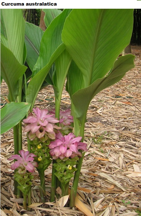 See diagram: (Curcuma australatica)