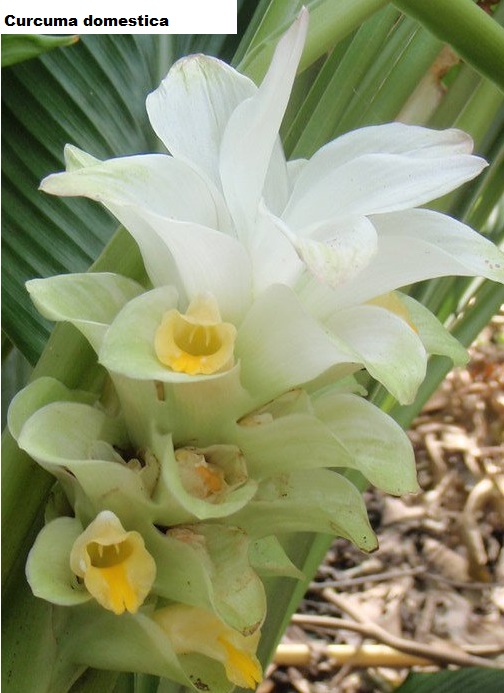 See diagram: (Curcuma domestica)