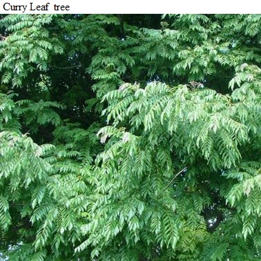 See diagram: Curry Leaf tree