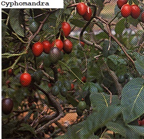 See diagram: Cyphomandra