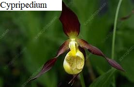 See diagram: Cypripedium