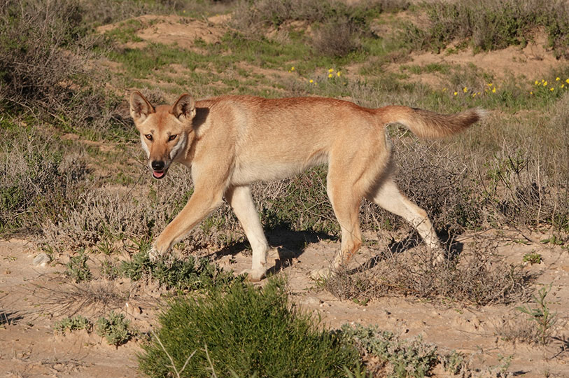 See diagram: Dingo