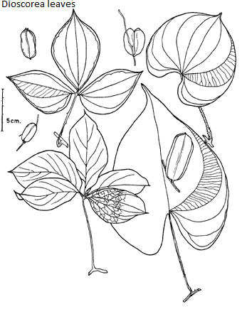 See diagram Dioscorealeaves: Dioscorea leaves
