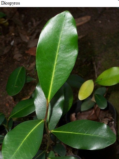 See diagram; Diospyros