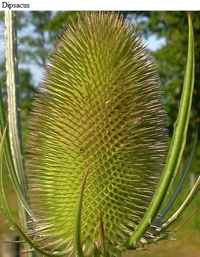 See diagram: Dipsacus, (Kew Gardens)