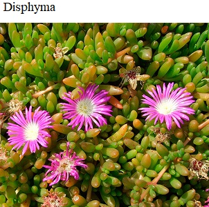 See diagram: Disphyma
