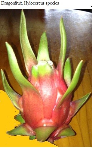 See diagram: Dragonfruit, Hylocereus species