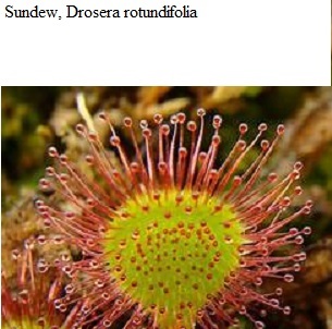 See diagram: Sundew, (Drosera rotundifolia)