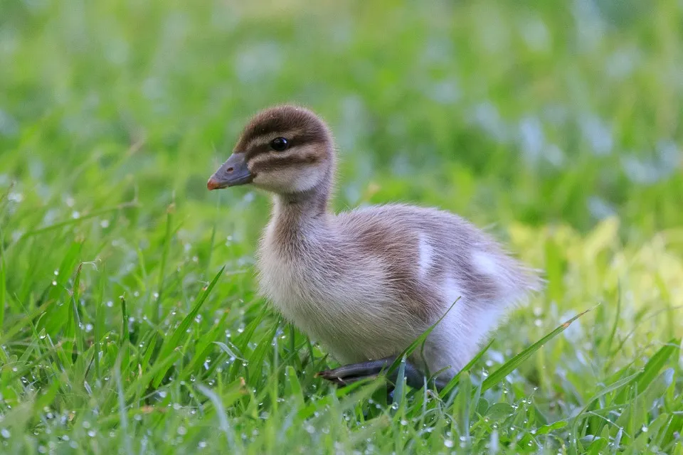 See diagram: Duckling