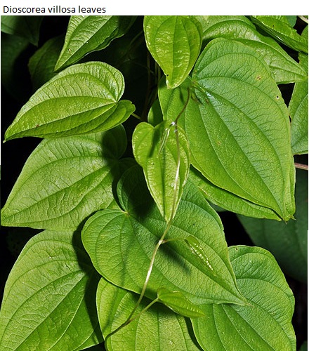 See diagram Dvillosa: (Dioscorea villosa)