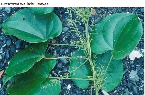 See diagram: (Dioscorea wallichii) leaves