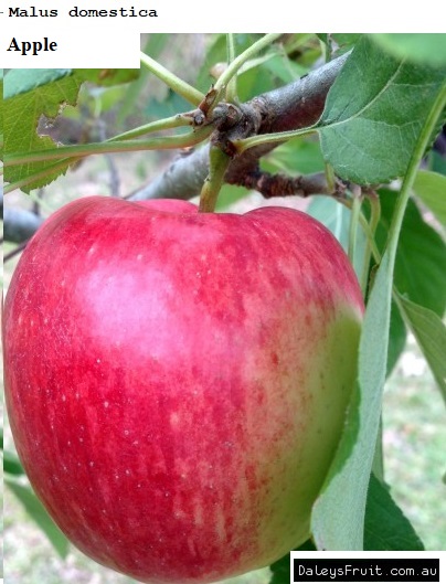 See diagram: Apple, (Malus domestica)