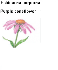 See diagram: (Echinacea purpurea)