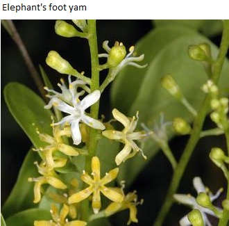 See diagram: Elephant's foot flowers