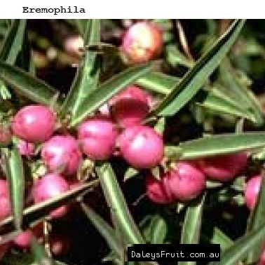 See diagram: Eremophila