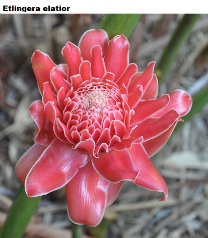 See diagram: (Etlingera elatior)